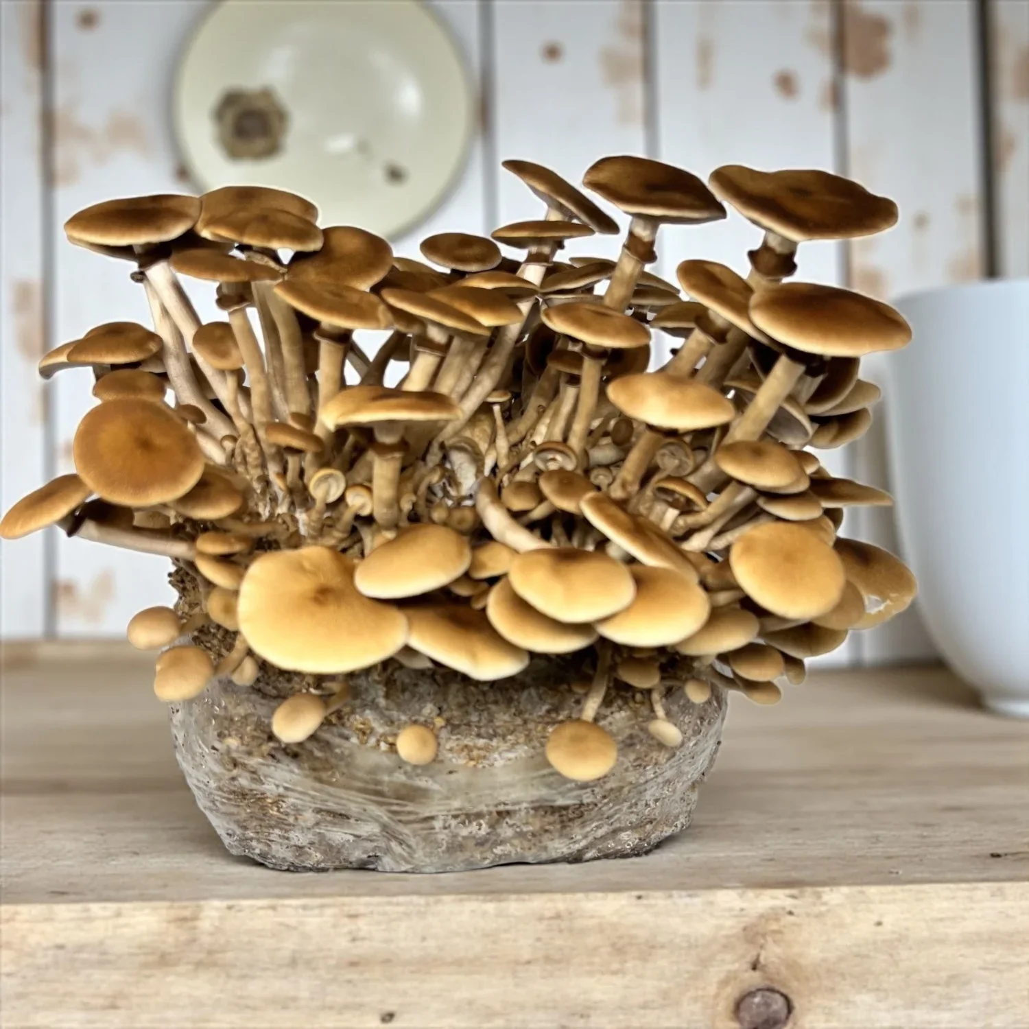 AUSTIN: SporeCorps - Mushroom Cultivation 101 