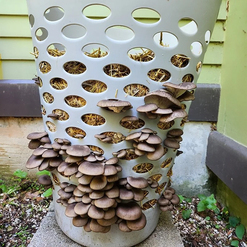 CEDAR PARK: Mushroom Container Gardening  Workshop &amp; Block Giveaway