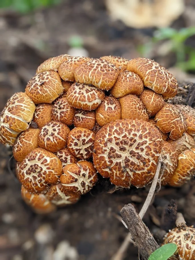 chestnuts.jpg