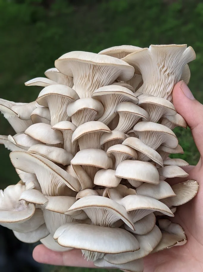 oyster.jpg