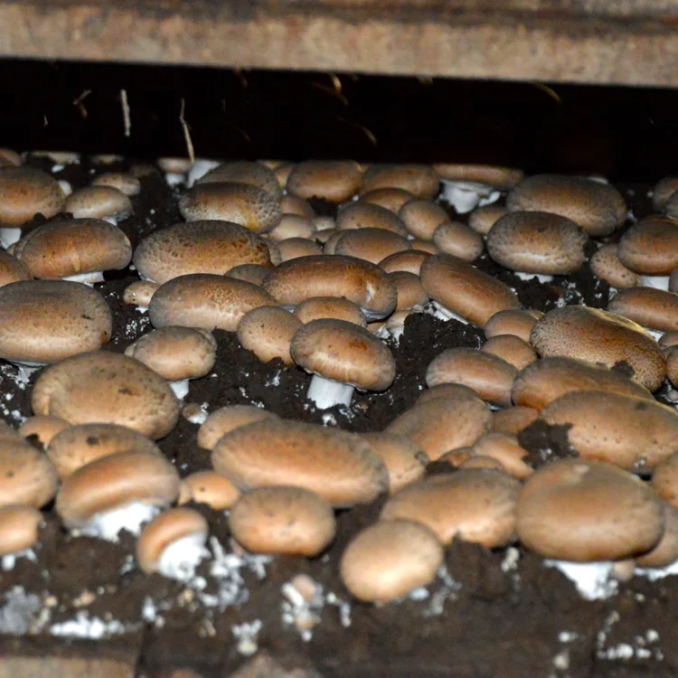 Agaricus_bisporus.webp