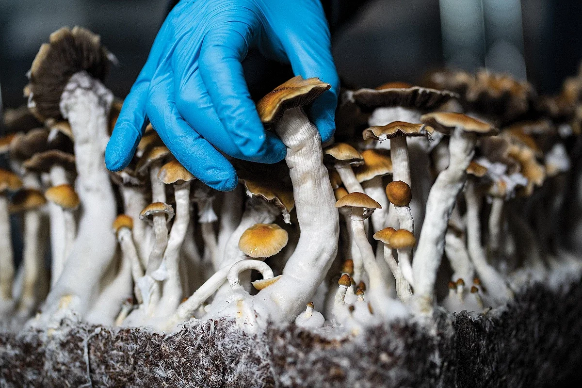 Entourage-effect-psychedelic-mushrooms---92902-1.webp