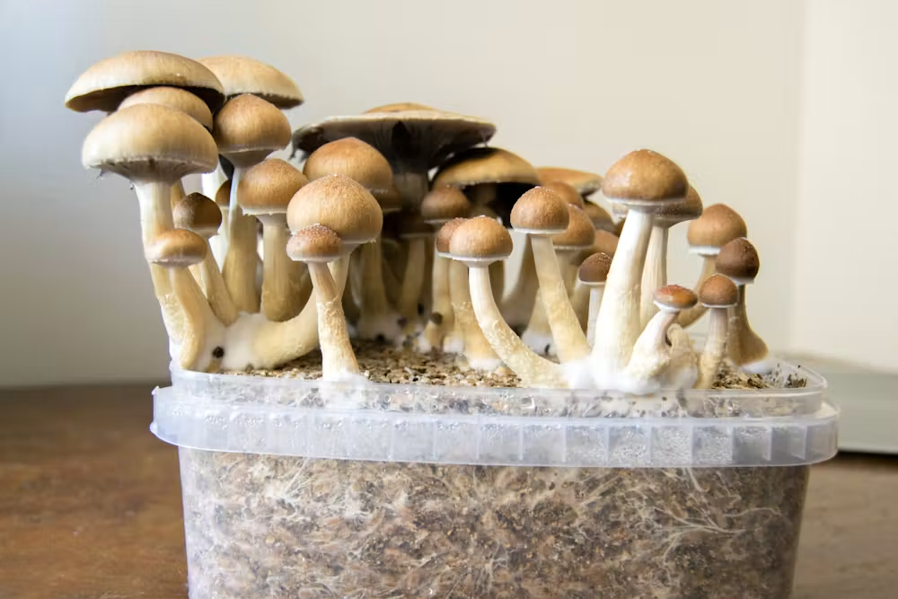 The Complete Guide to Growing Dung-Loving Mushrooms: Step-by-Step Instructions, Glossary &amp; Supplies