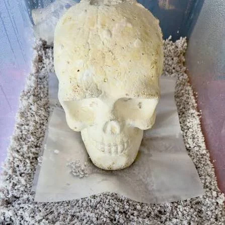 myco-skull2.jpeg