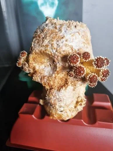 myco-skull.jpeg