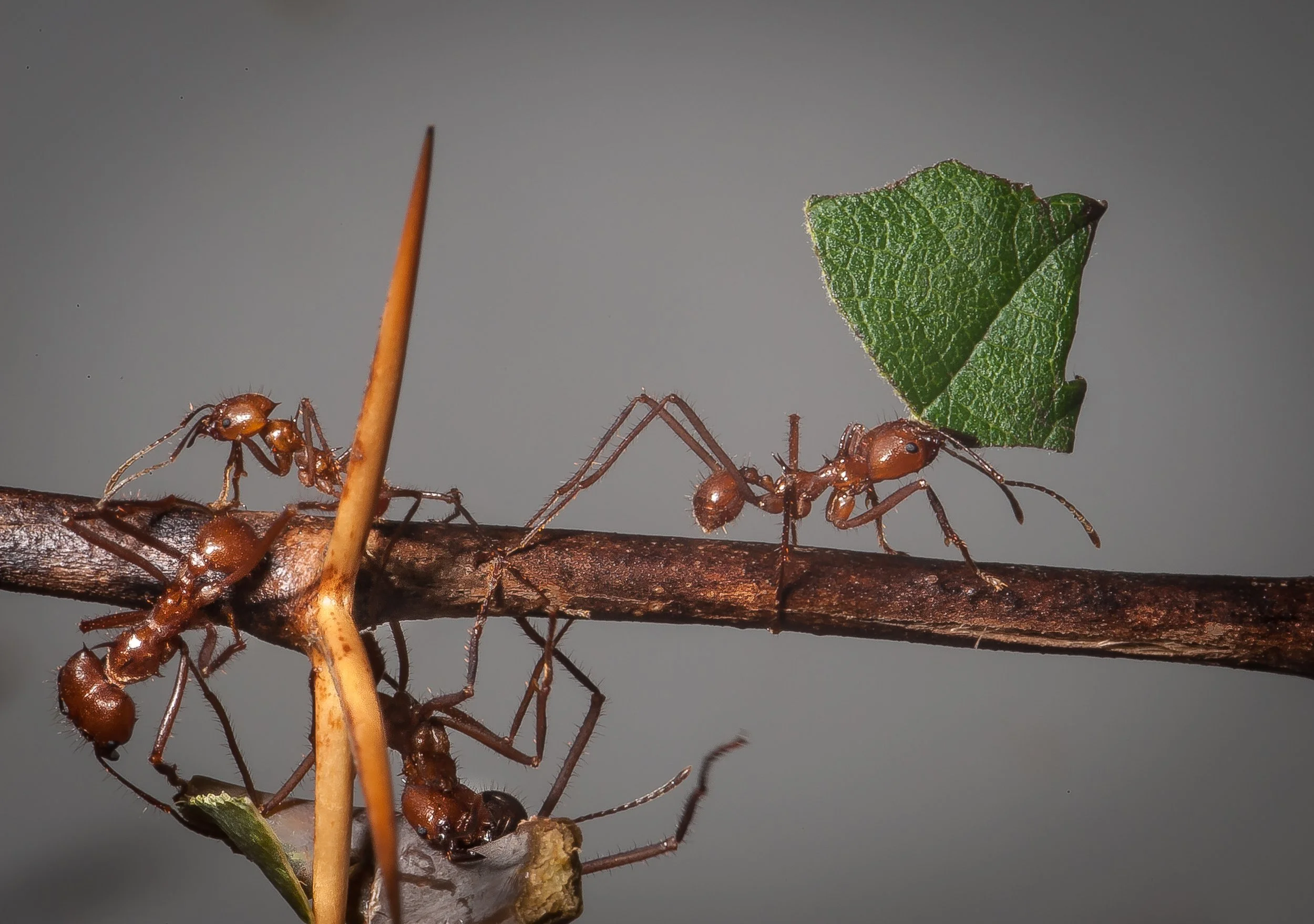 leafcutter.jpg