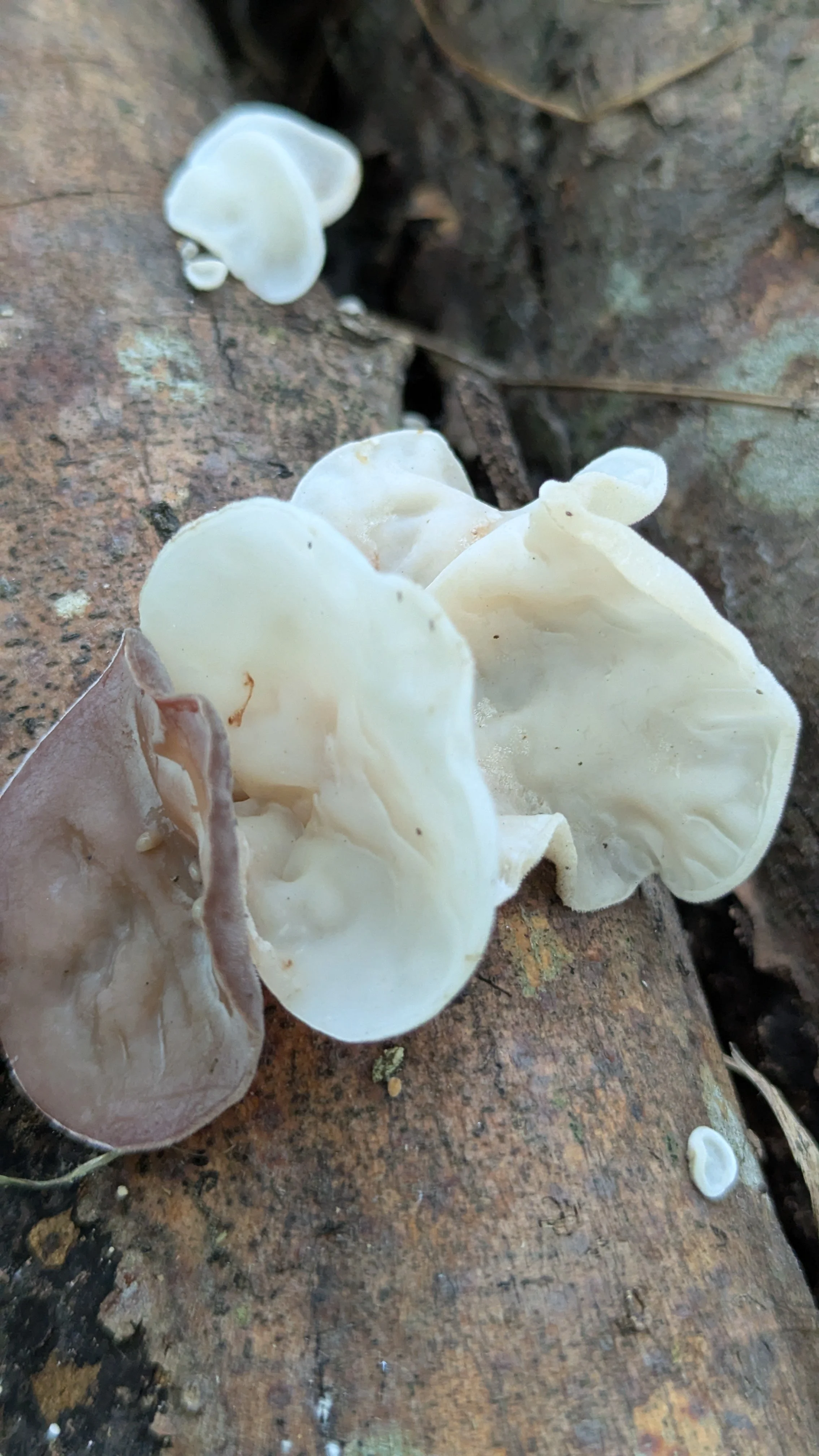 PXL_20250427_160150177.jpg (Copy)