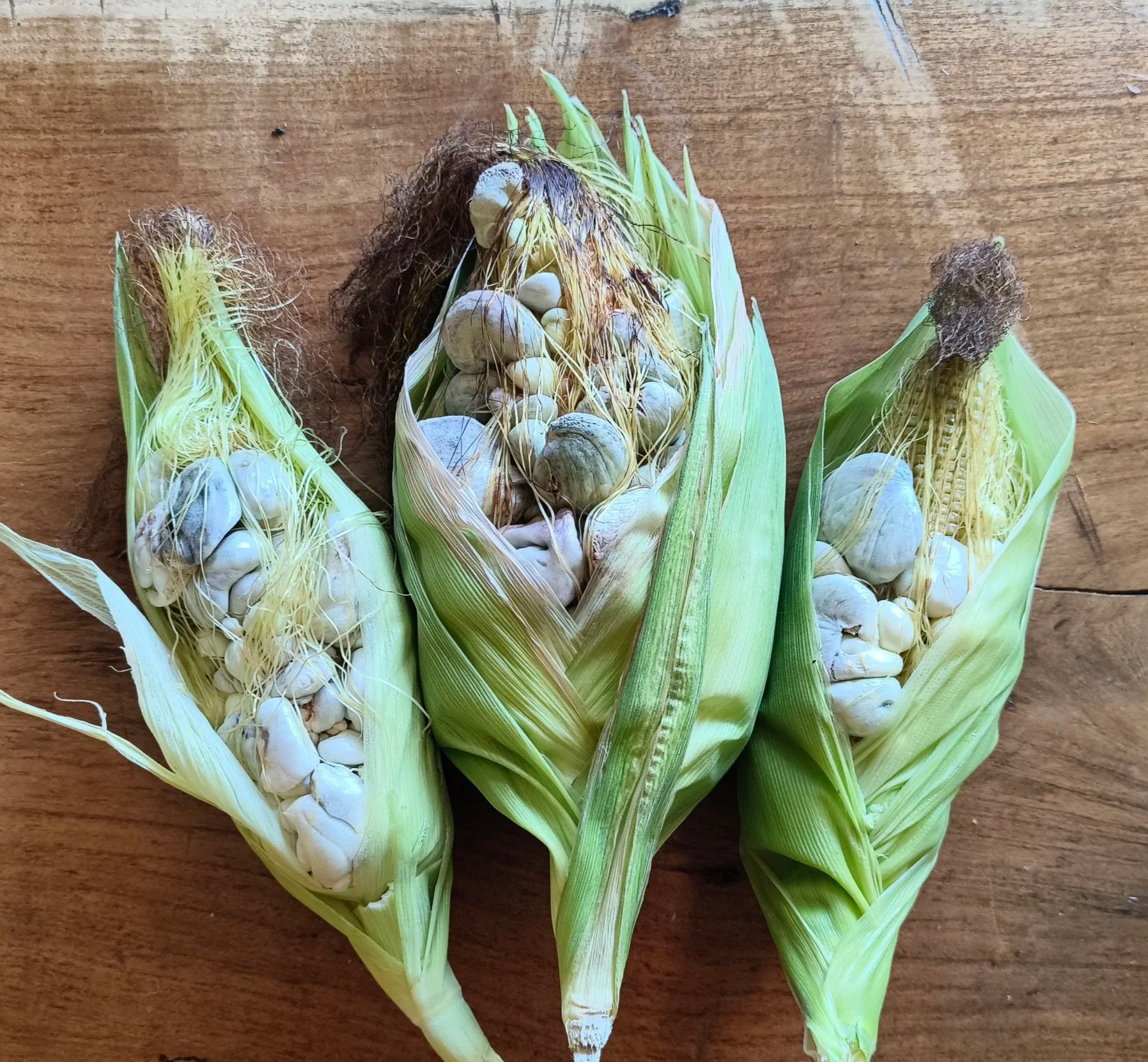 Bring Huitlacoche to Your Garden - 2026