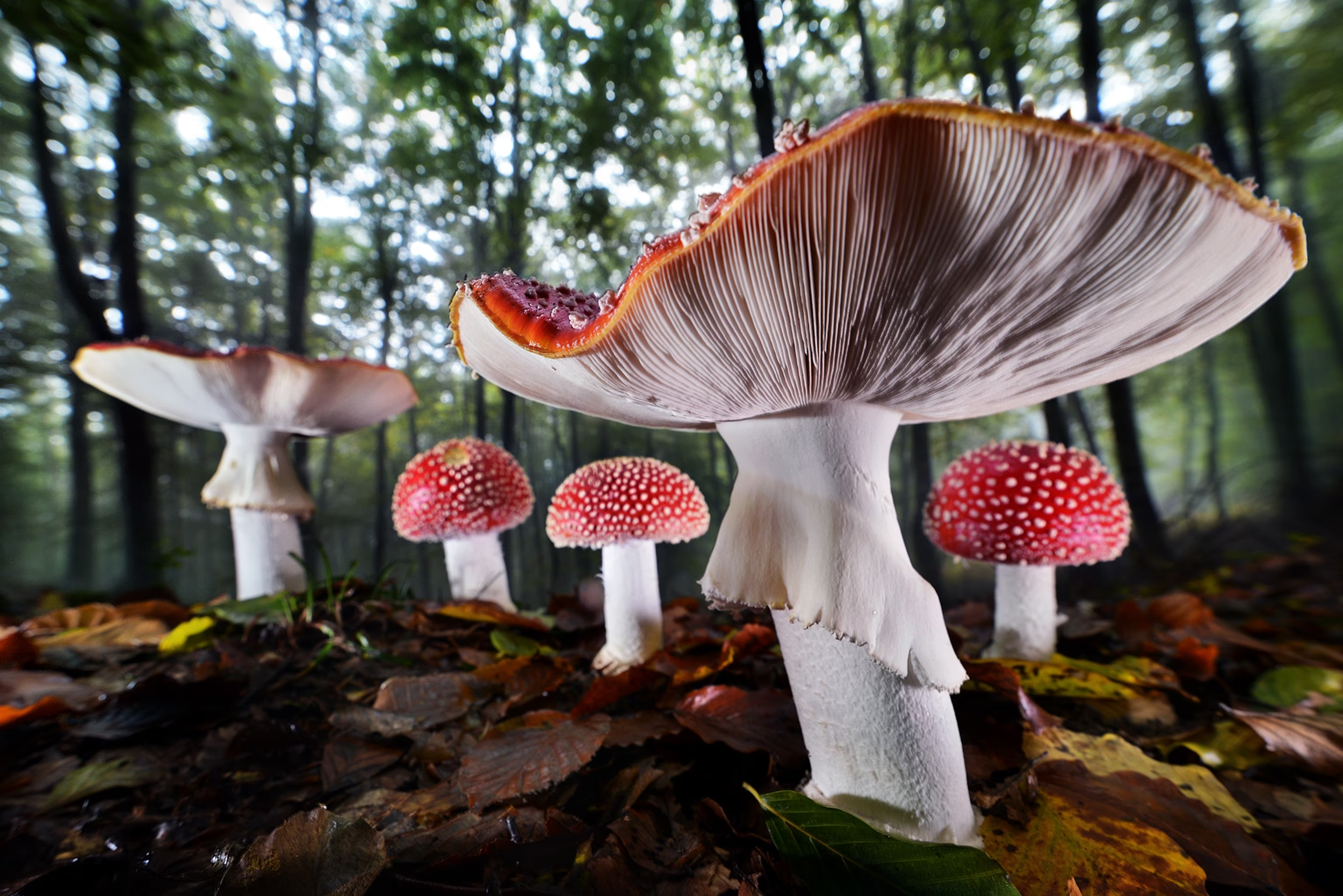 Fairy-Rings-Agorastos.png