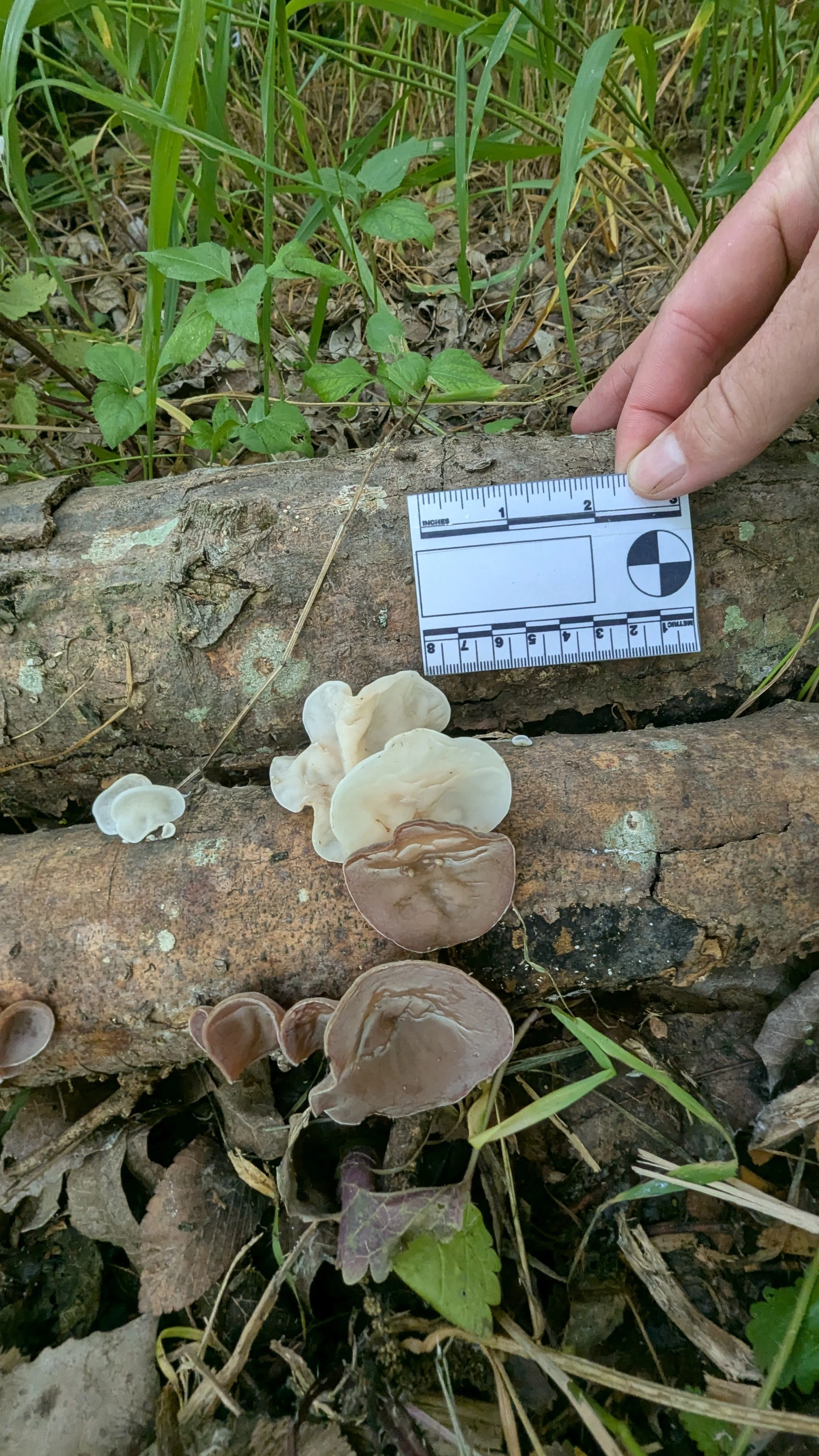 PXL_20250427_160439819.jpg (Copy)