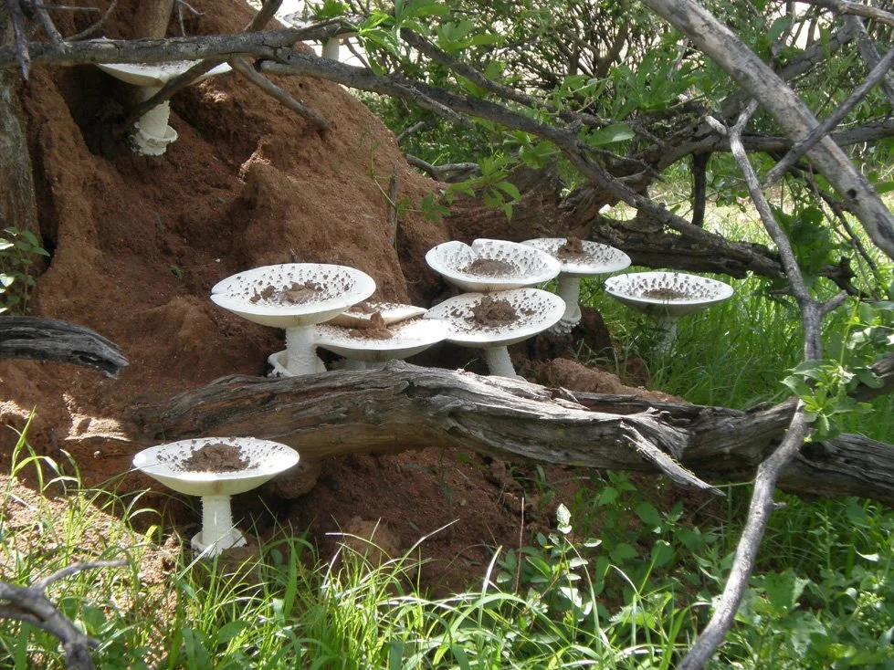 termite-mushroom.jpg
