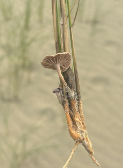 CTMS Coastal & Marine Fungi_Mycology.png