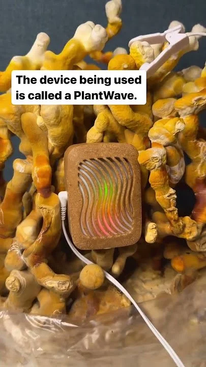 plant-wave-reishi.png