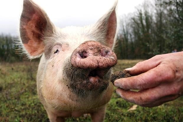 truffle-pig.jpg