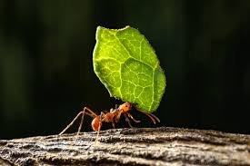 ONLINE: The Amazing Leafcutter Ants & Their Fungi