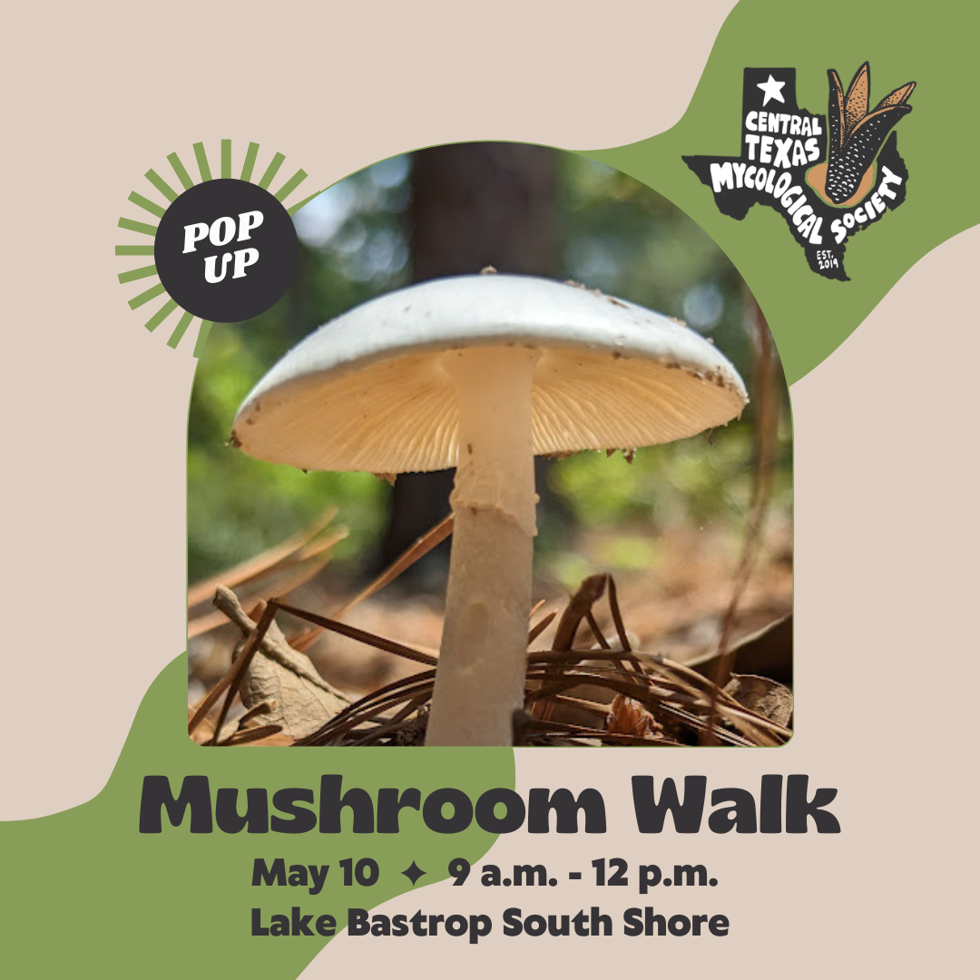 BASTROP: Pop-up Mushroom Walk