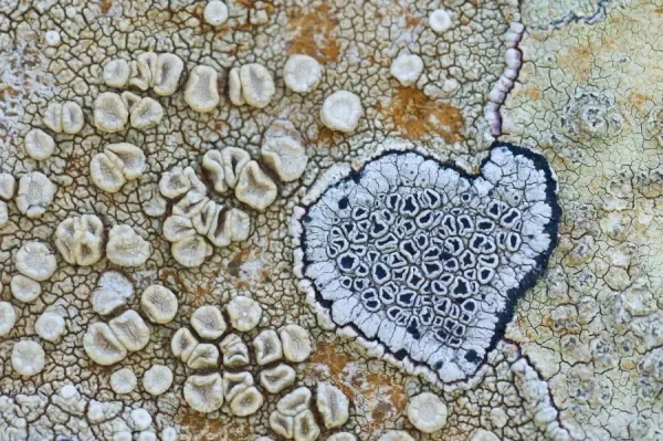 heart-shaped-pattern-map-lichen-15230430.jpg.webp