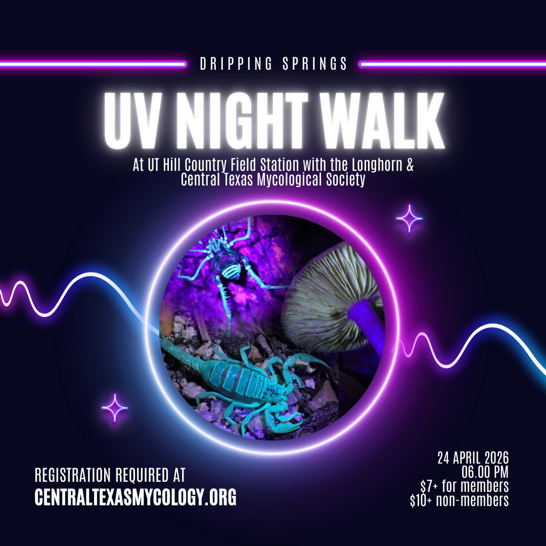 UV Night Walk.png