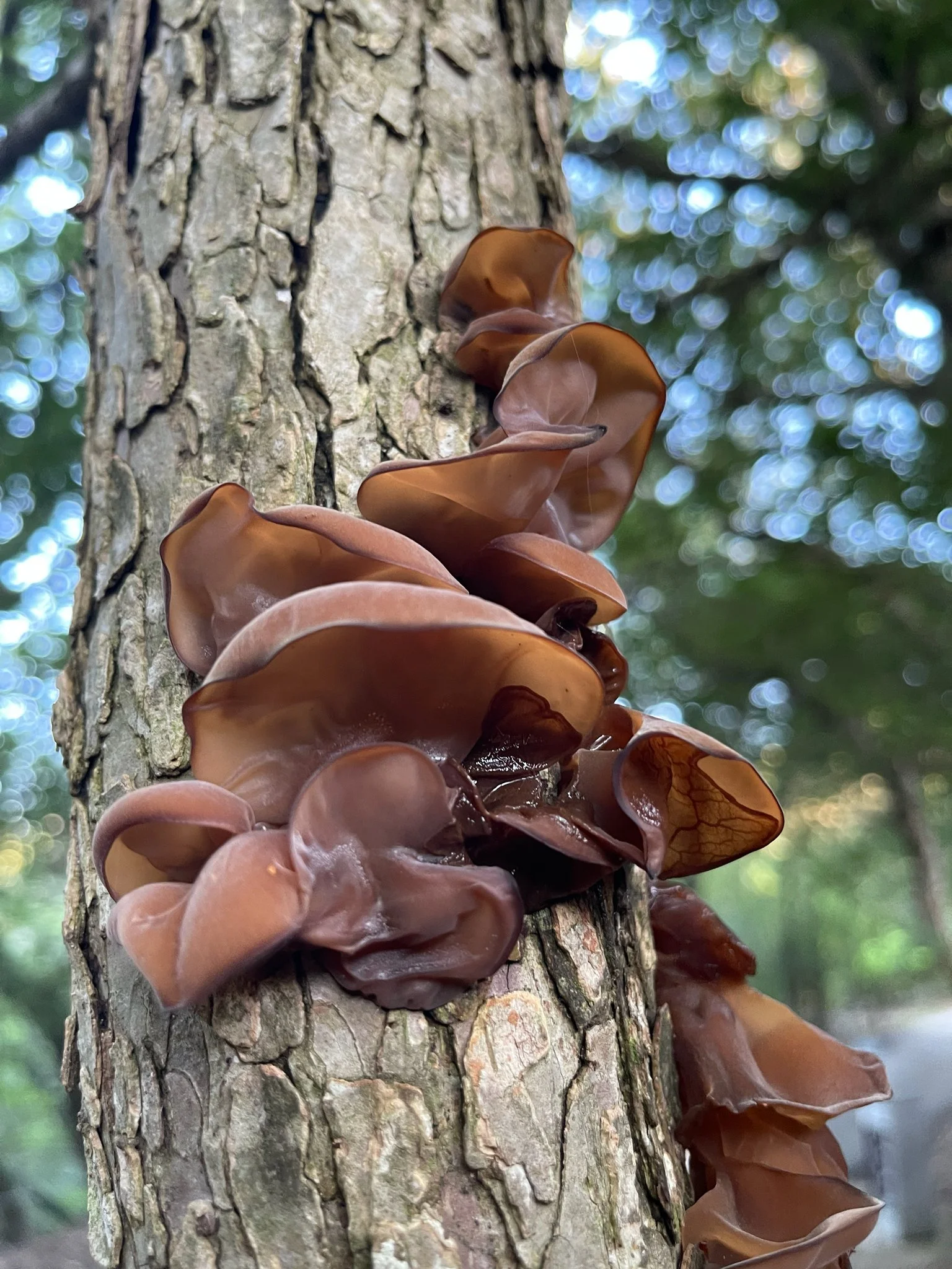 wood-ear-2.jpg