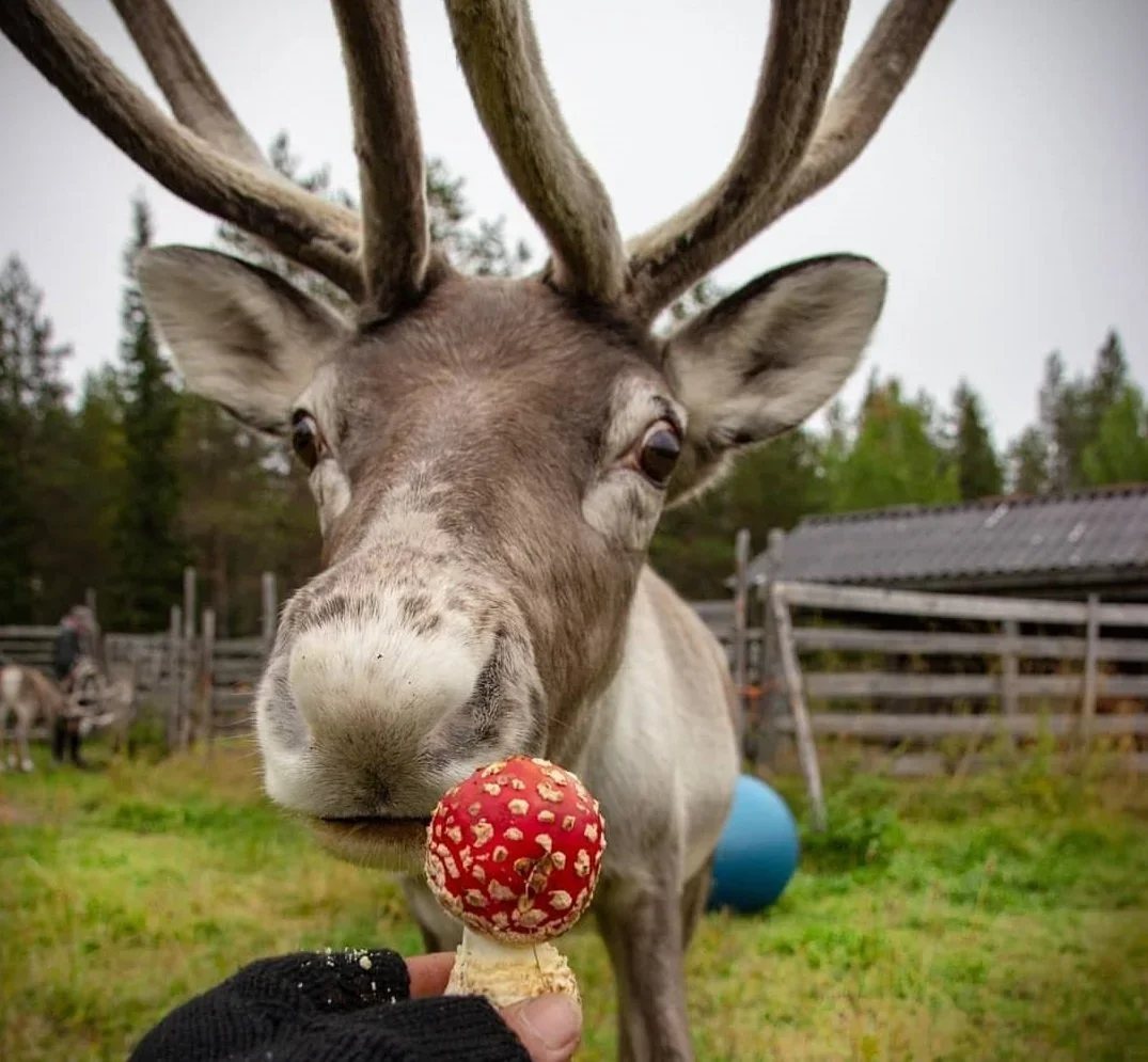 amanita-muscaria-reindeer.webp