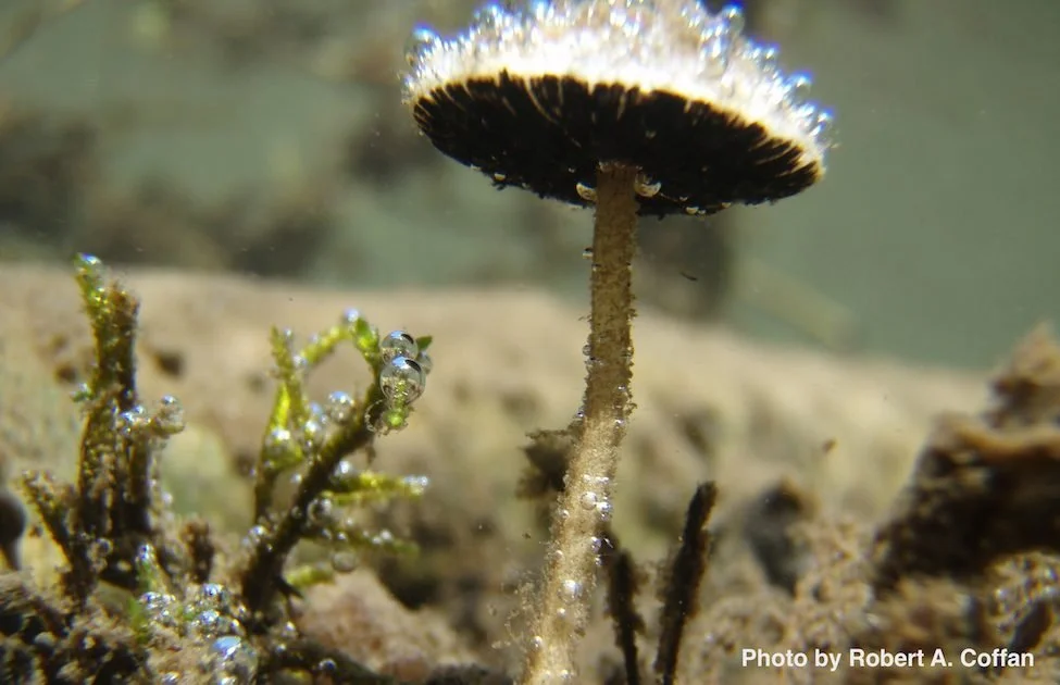Underwater-mushroom-Psathyrella-aquatica-1.jpg