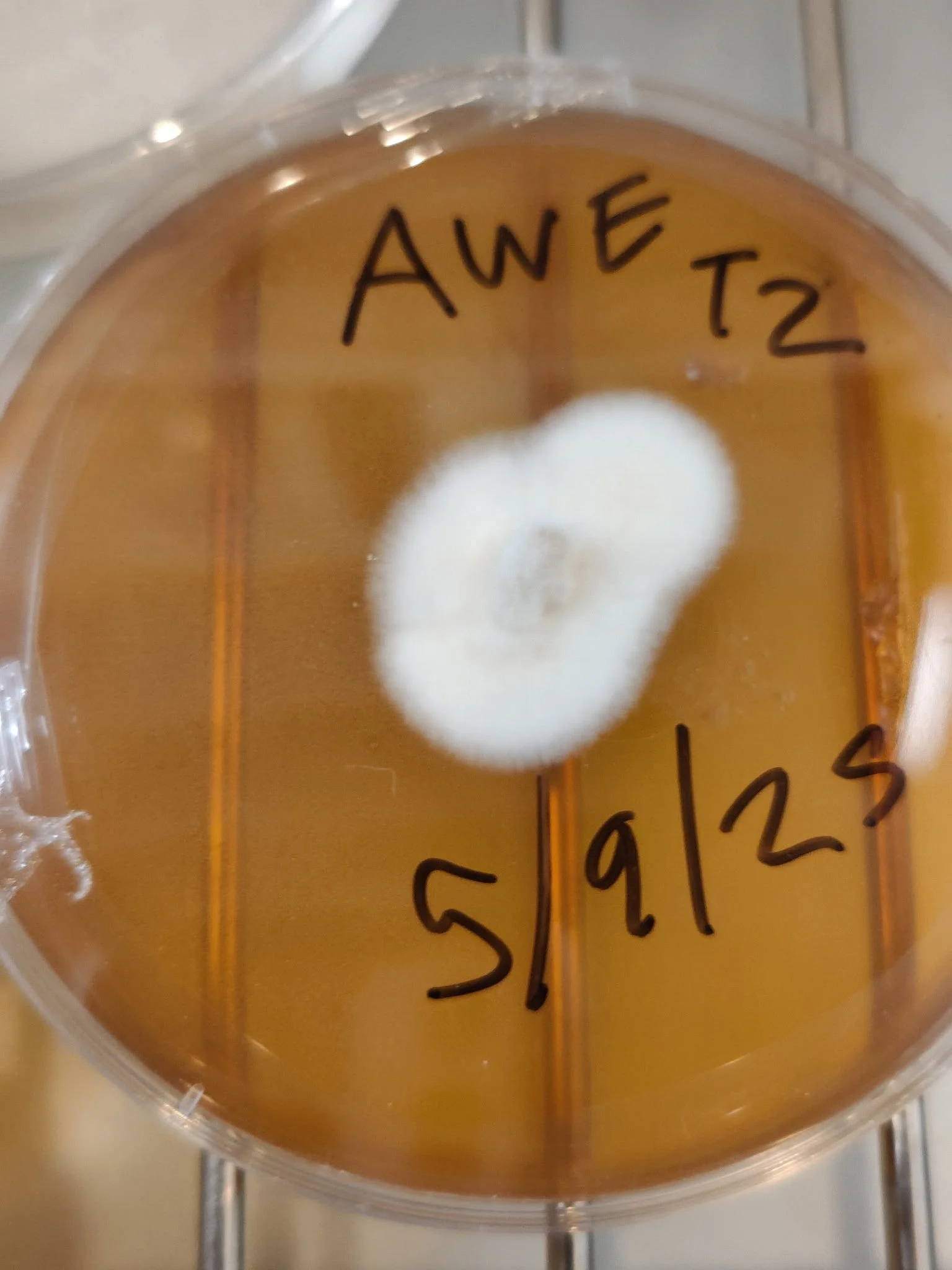 5cbfb79e-868a-44e0-8e1a-e6bf75380727-copied-media~2.jpg (Copy)