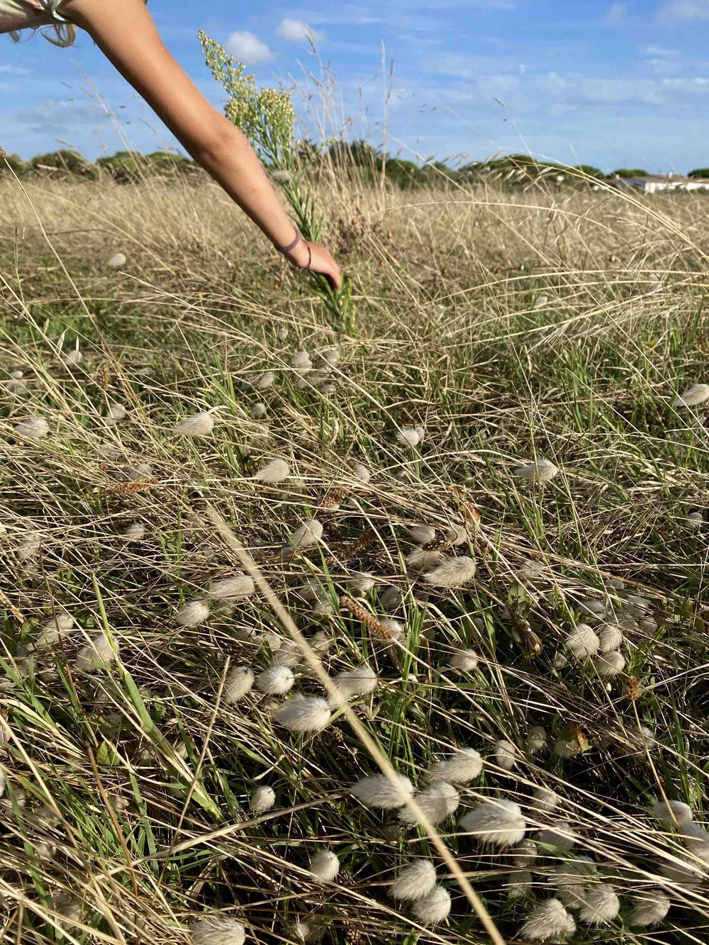 flower cueilletes.jpg