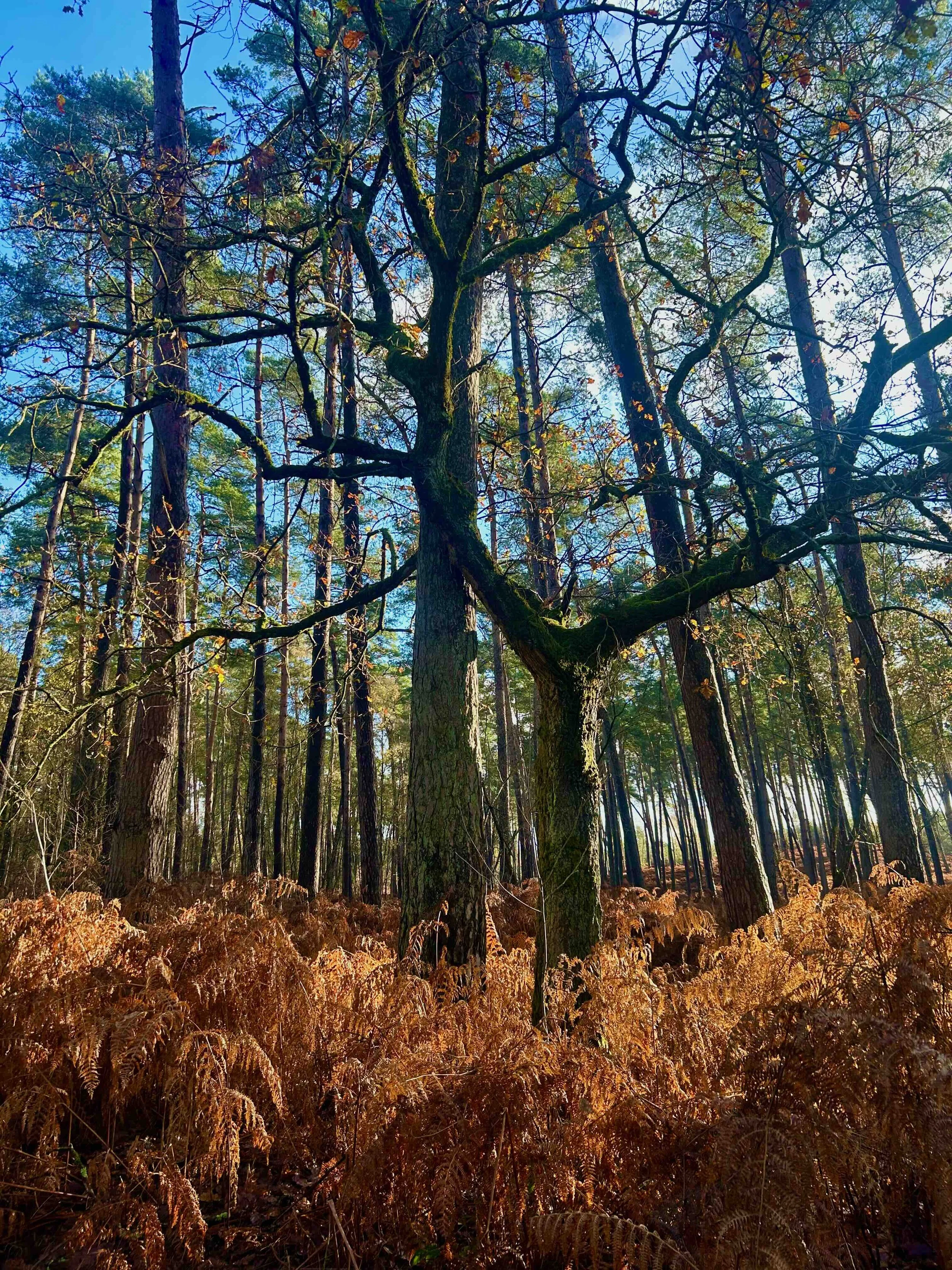 arbre et bruyère.jpg