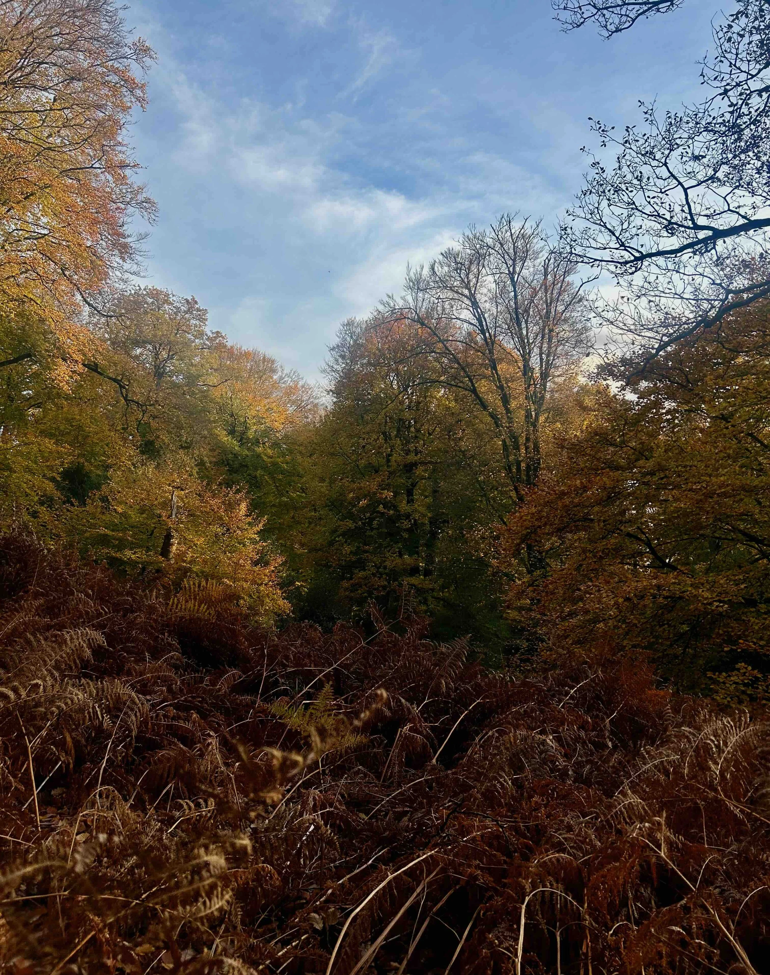 fôret foisonnante.jpg