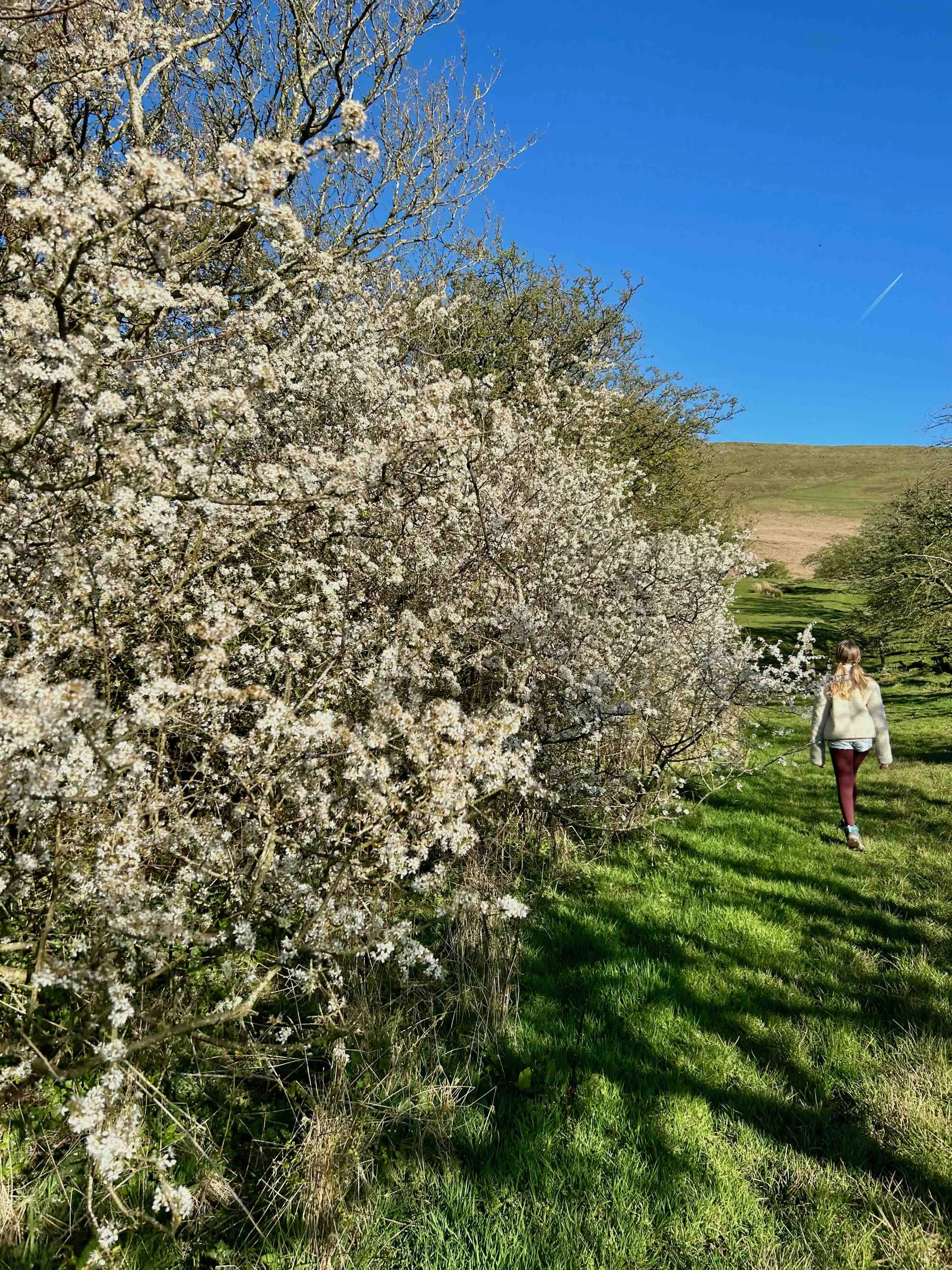 Brecon arbre en fleur.jpg