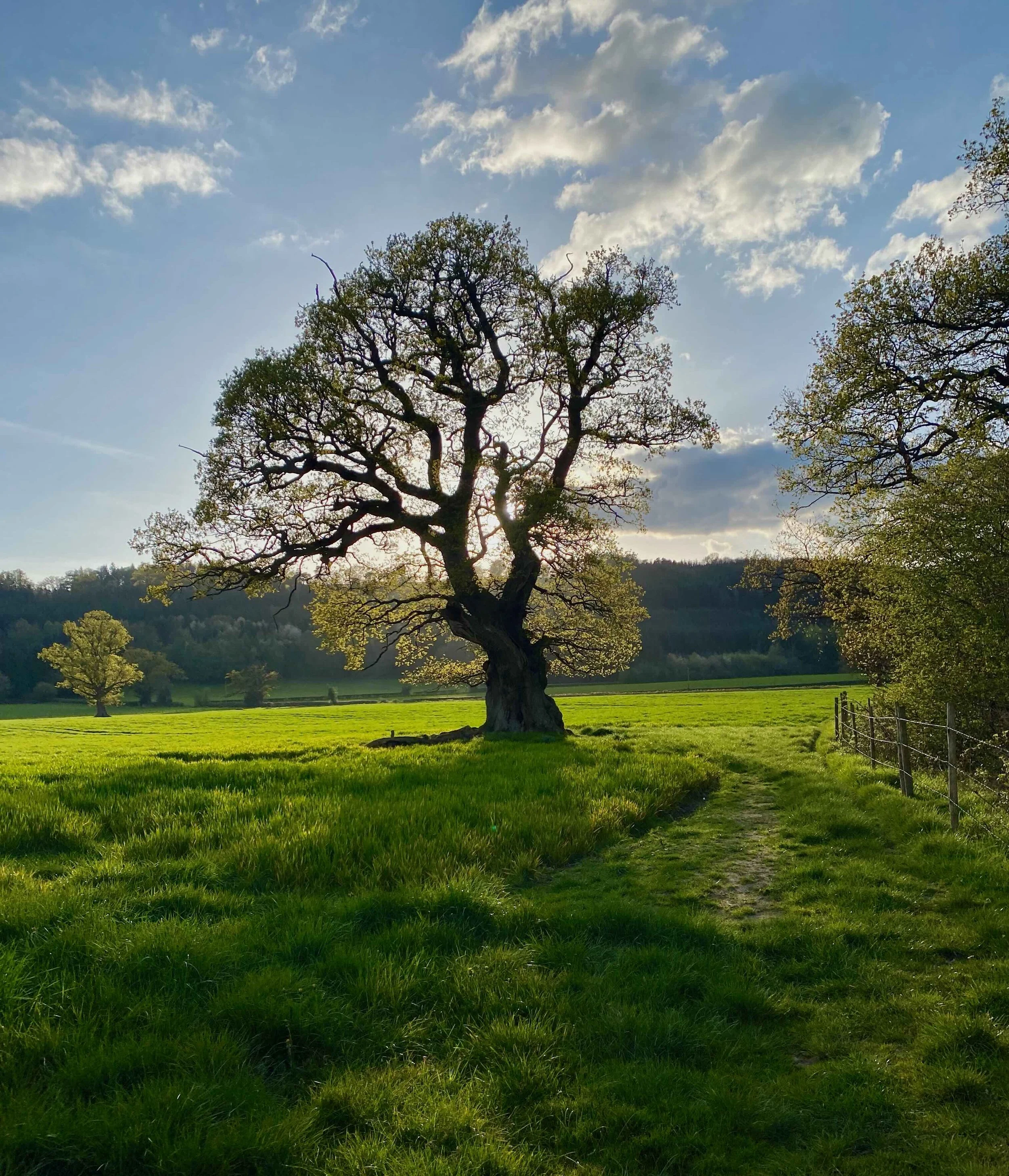 l'arbre.jpg