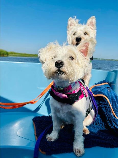 Dog friendly boat hire.jpg