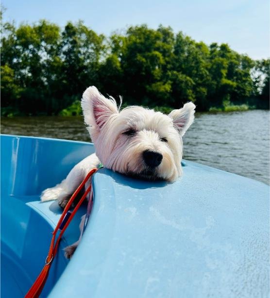 Scotty dog on a boat.jpg