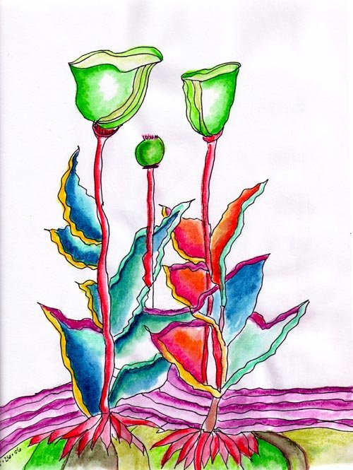2026.poppies 2.100.jpg