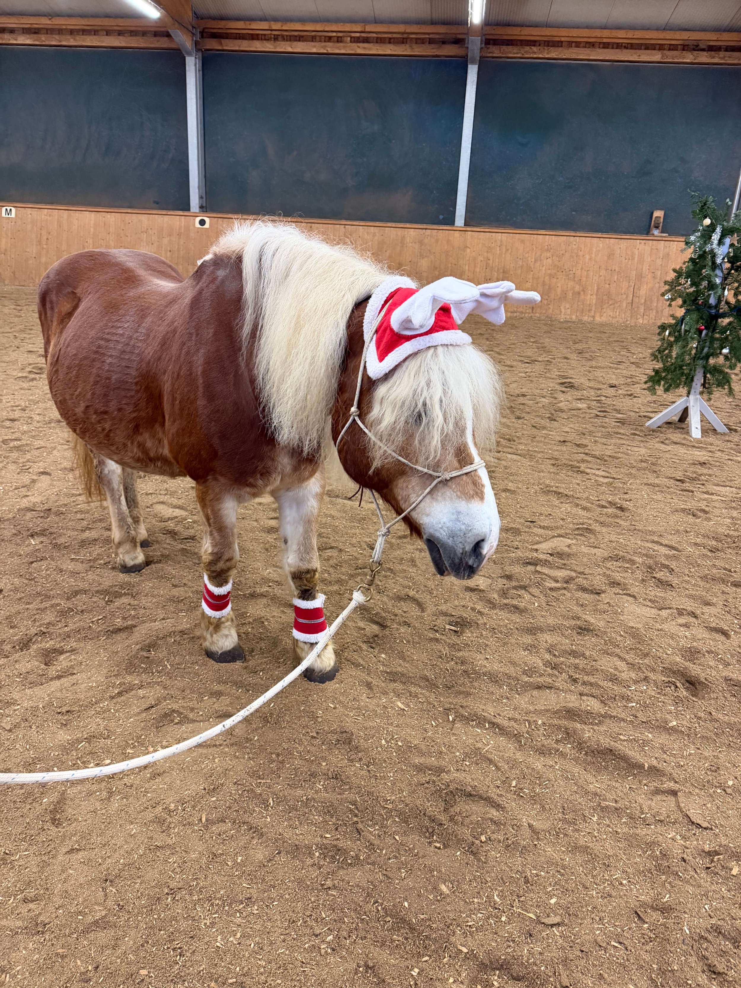 Adventreiten_ReitvereinChiron_2025_15.jpg