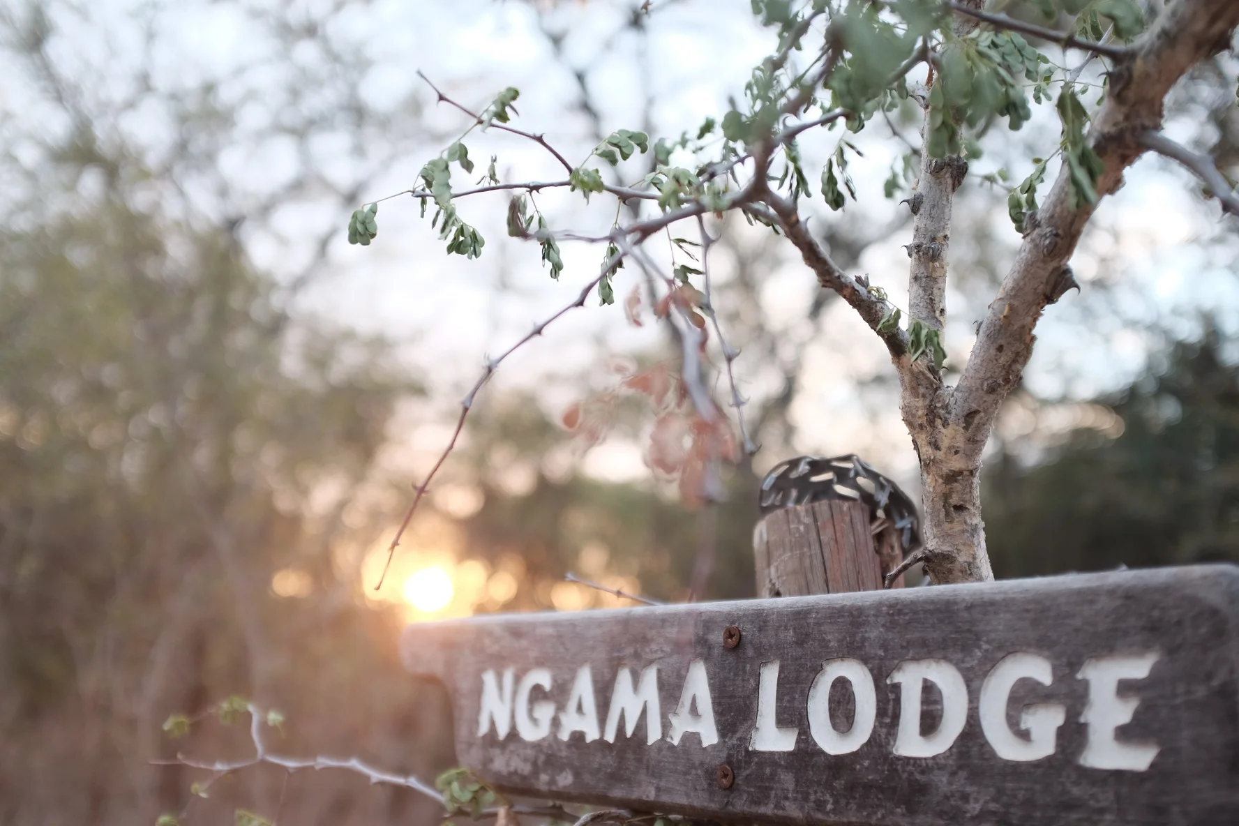 ngama lodge.JPG