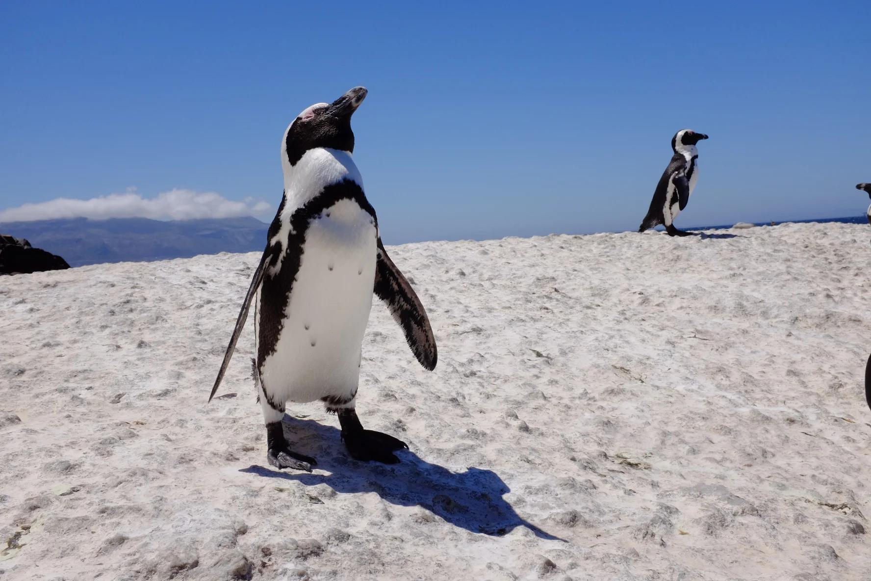 boulders beach.JPG