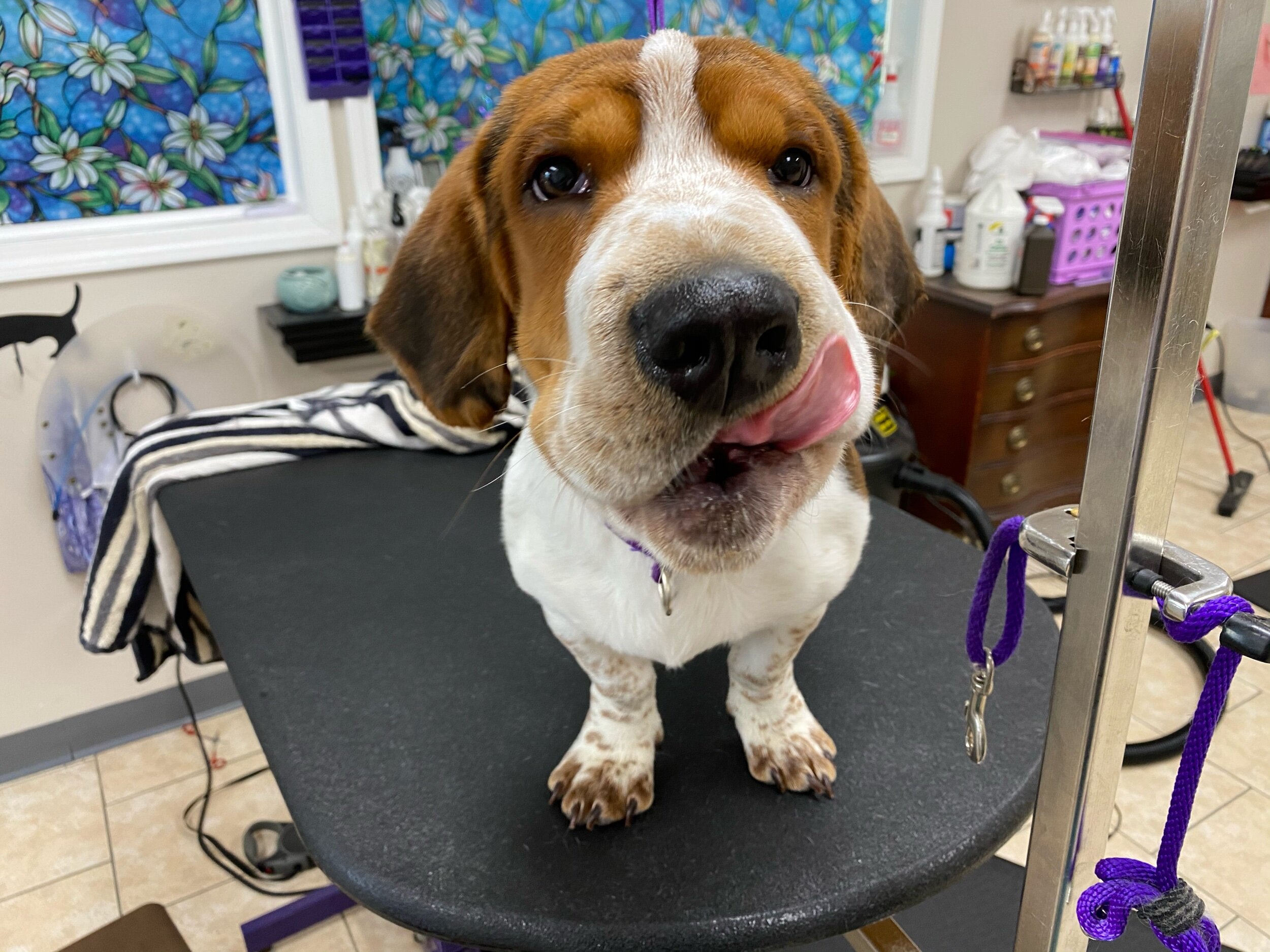 Dogs love coming to Perfect Paw for haircuts, teeth cleaning, and more!