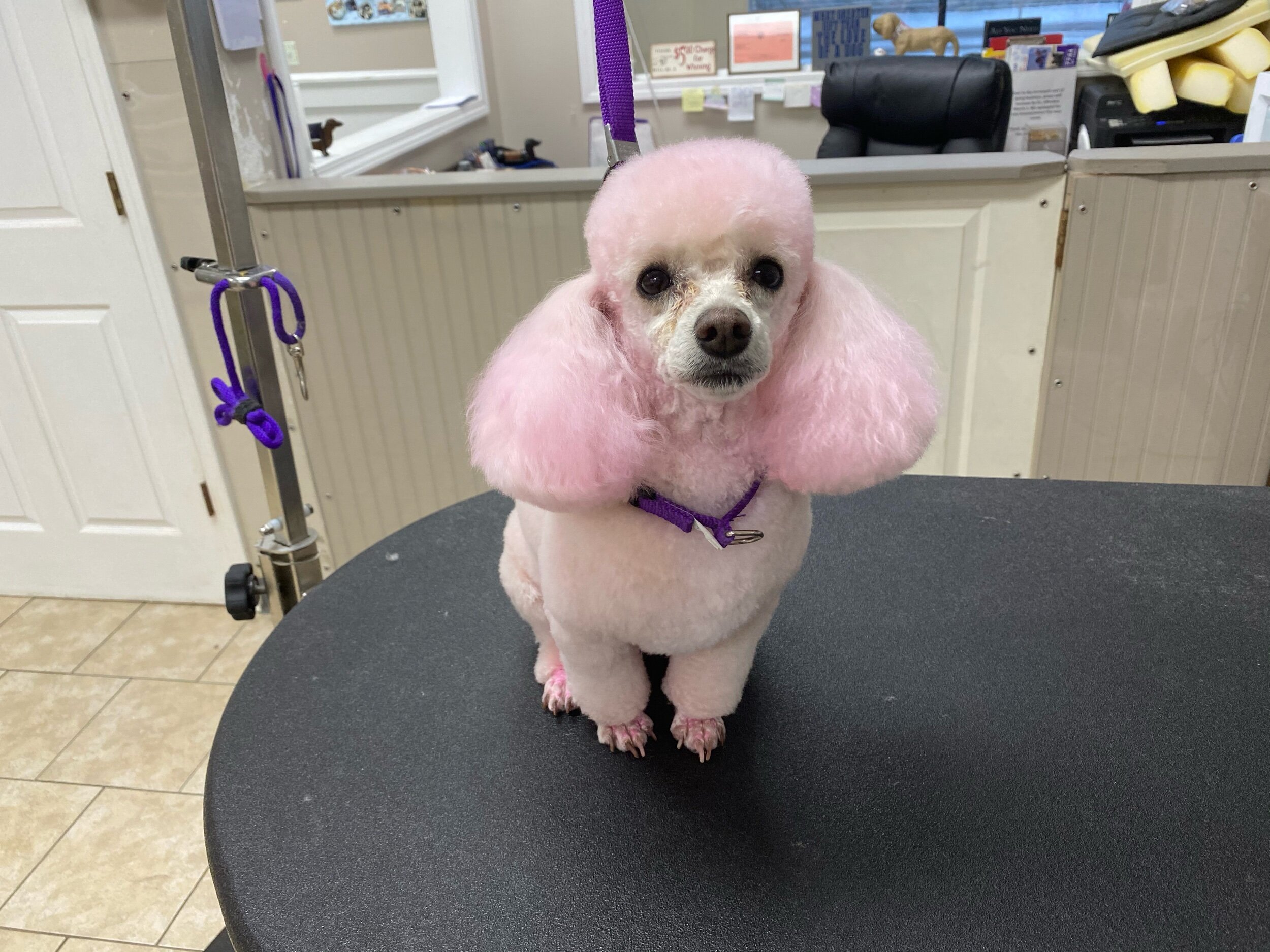 At Perfect Paw we love styling your dog just the way you like it! Stop by our Syracuse salon today!