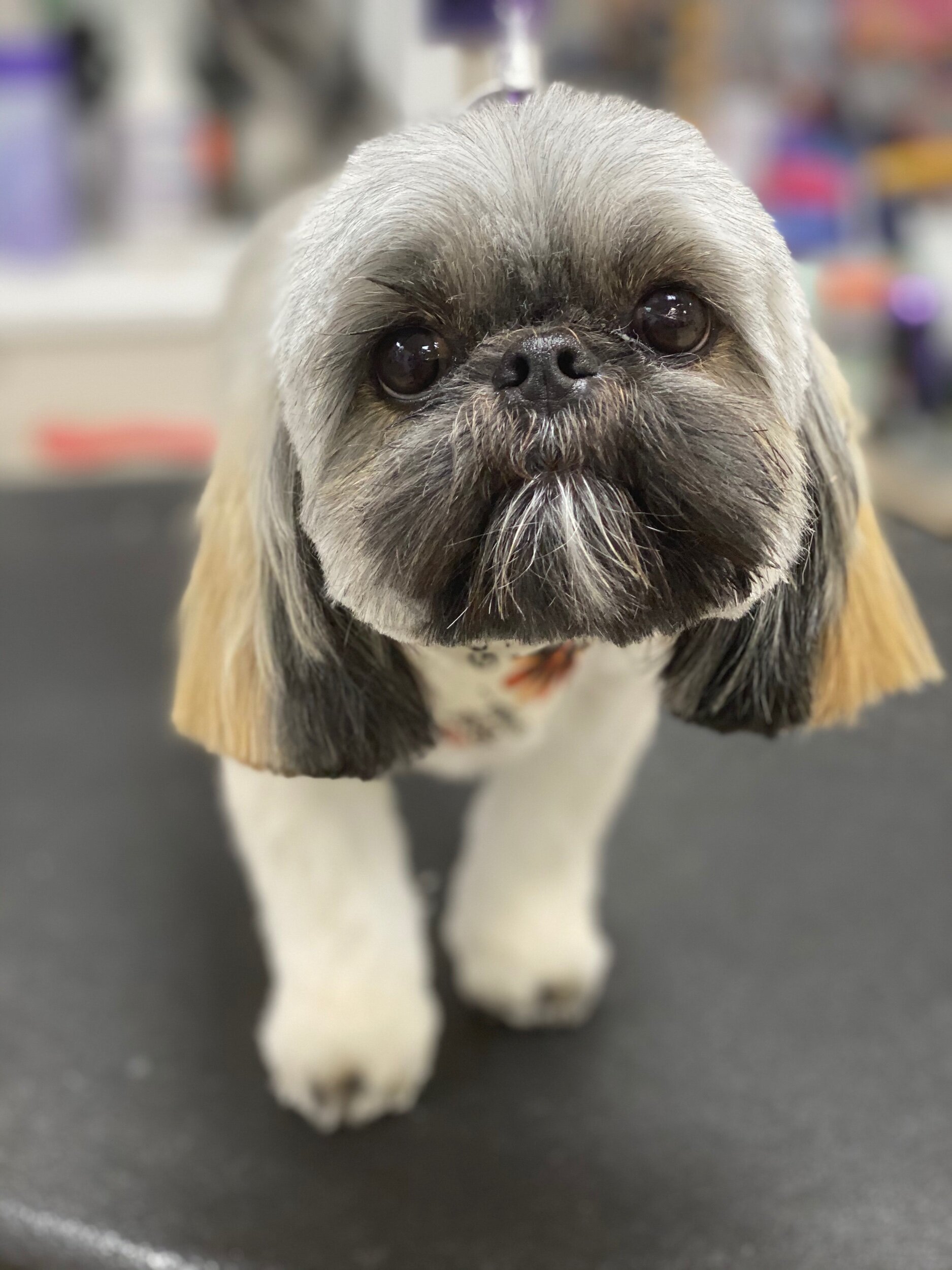 Perfect Paw in Syracuse offers dog haircuts, nail trimming, teeth cleaning, and more!