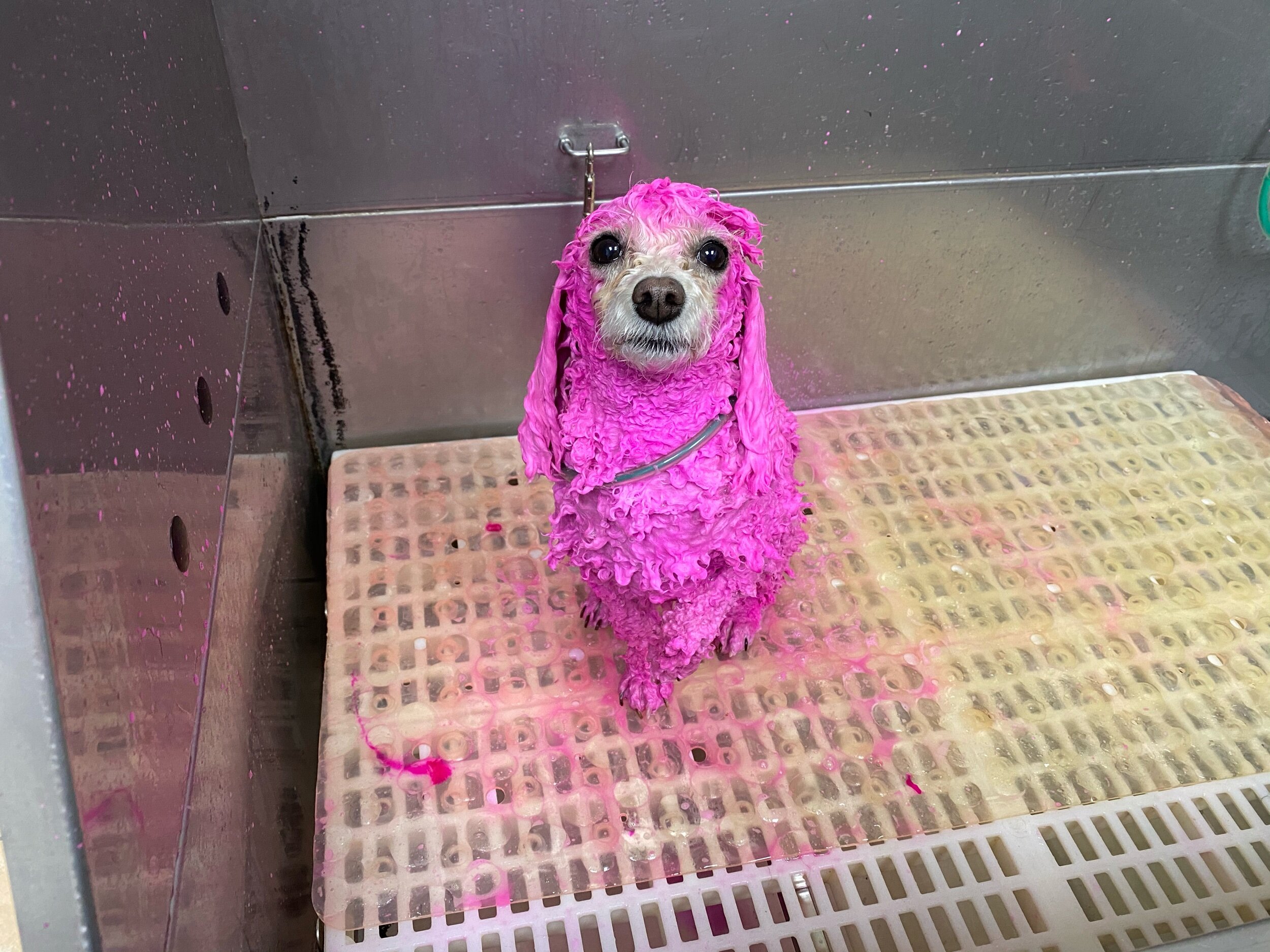 Syracuse Dog Color Shampoo & Nail Polish | Creative Dog Grooming Syracuse Dog Color Shampoo & Nail Polish | Creative Dog Grooming