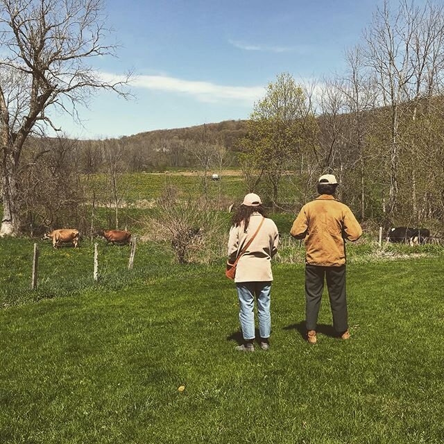 the cows made it out and some sweet family came to celebrate the occasion. we all sat in the yard and listened to the cows ripping grass and being happy after they bounded out from the barn and got to business eating up that green stuff. #grassfed #d