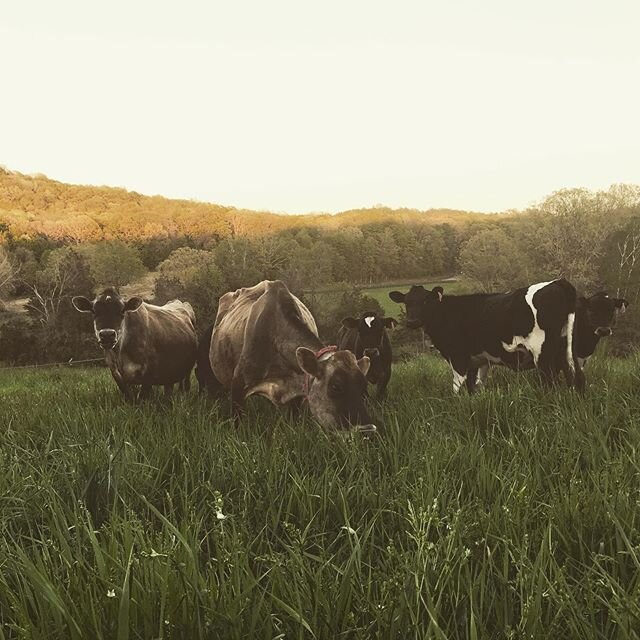 This is a really special time of year for grass fed milk. The fast growing spring grass our cows are eating gives their milk extra immune supportive nutrients like vitamins A D and K. The milk also gets a boost in CLA, a special anti inflammatory fat