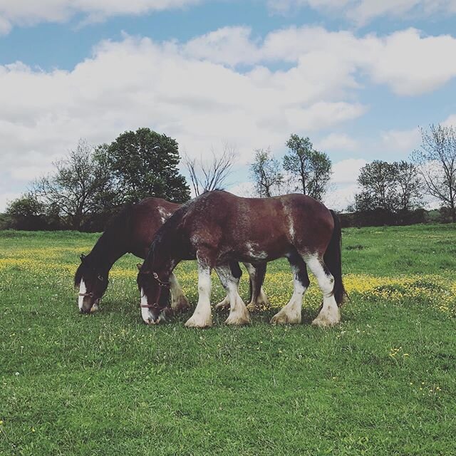 visited the &ldquo;neigh&rdquo;bors today. 😉 @afternoonsiesta that ones for you bud.