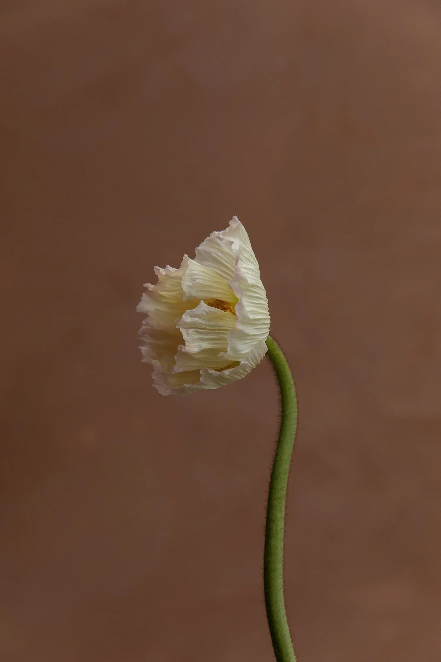 "Still Life" with Elise Joseph