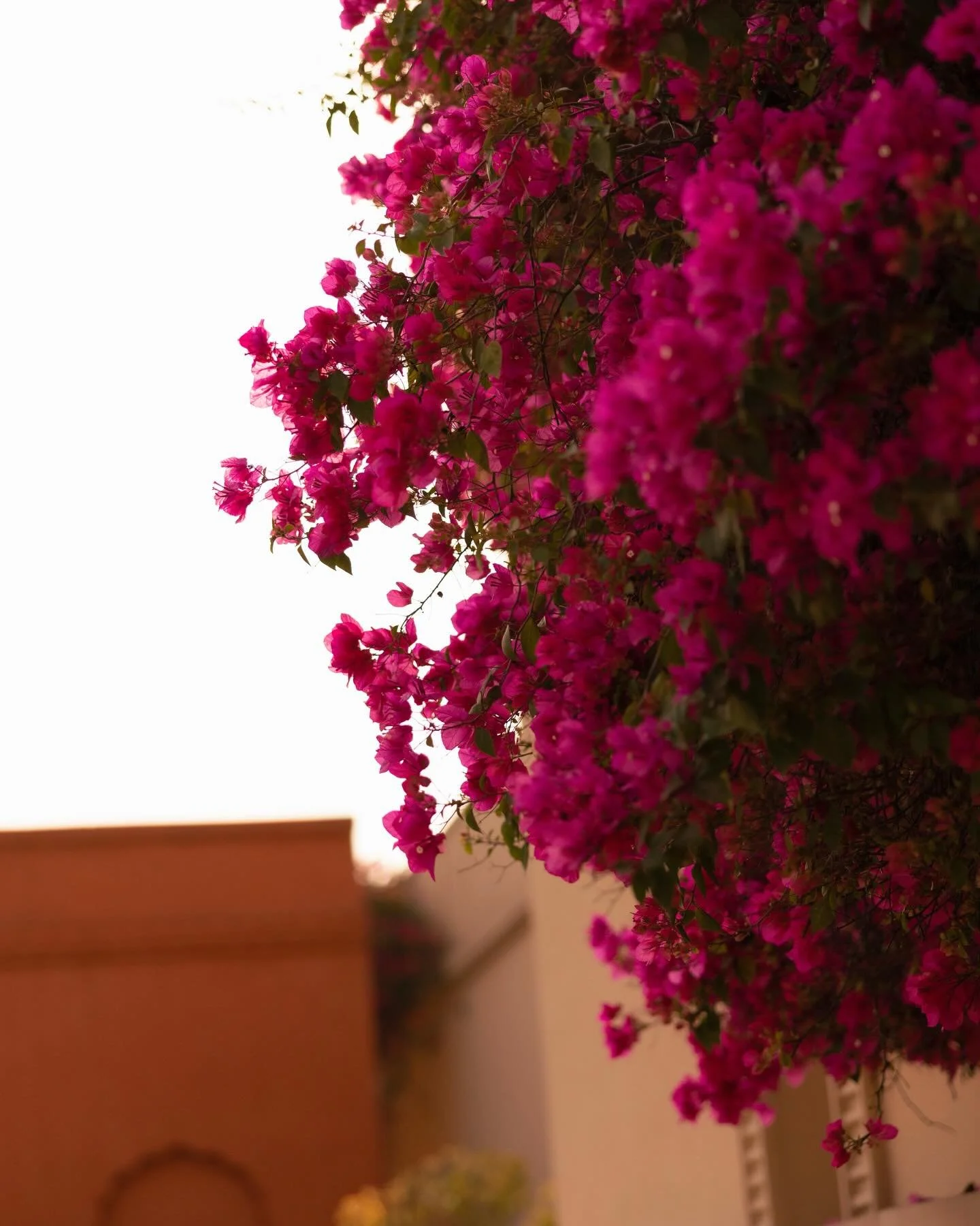 Bougainvillea in Agra and Alwar, India&hellip; 😍💫🌺