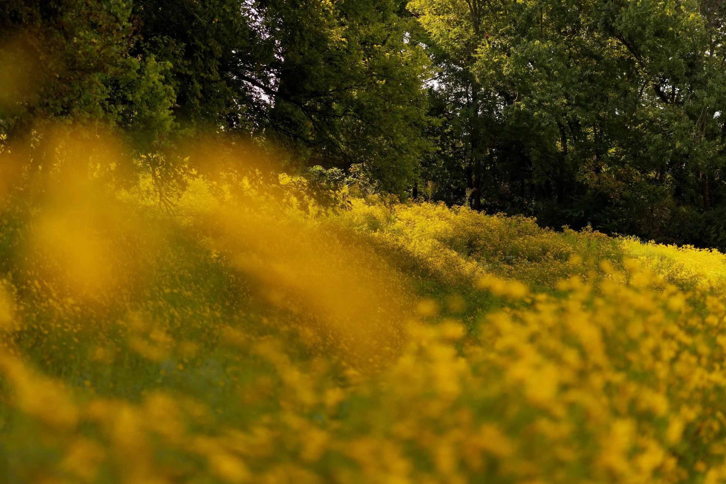 The magical, ephemeral superbloom at Shelby Bottoms&hellip; 🌼🌿🌻

Let&rsquo;s all give @friendsofshelby their flowers (thank you, Grant!) for keeping us abreast of this fleeting spectacle, which is, by my estimation, every bit as consequential to o