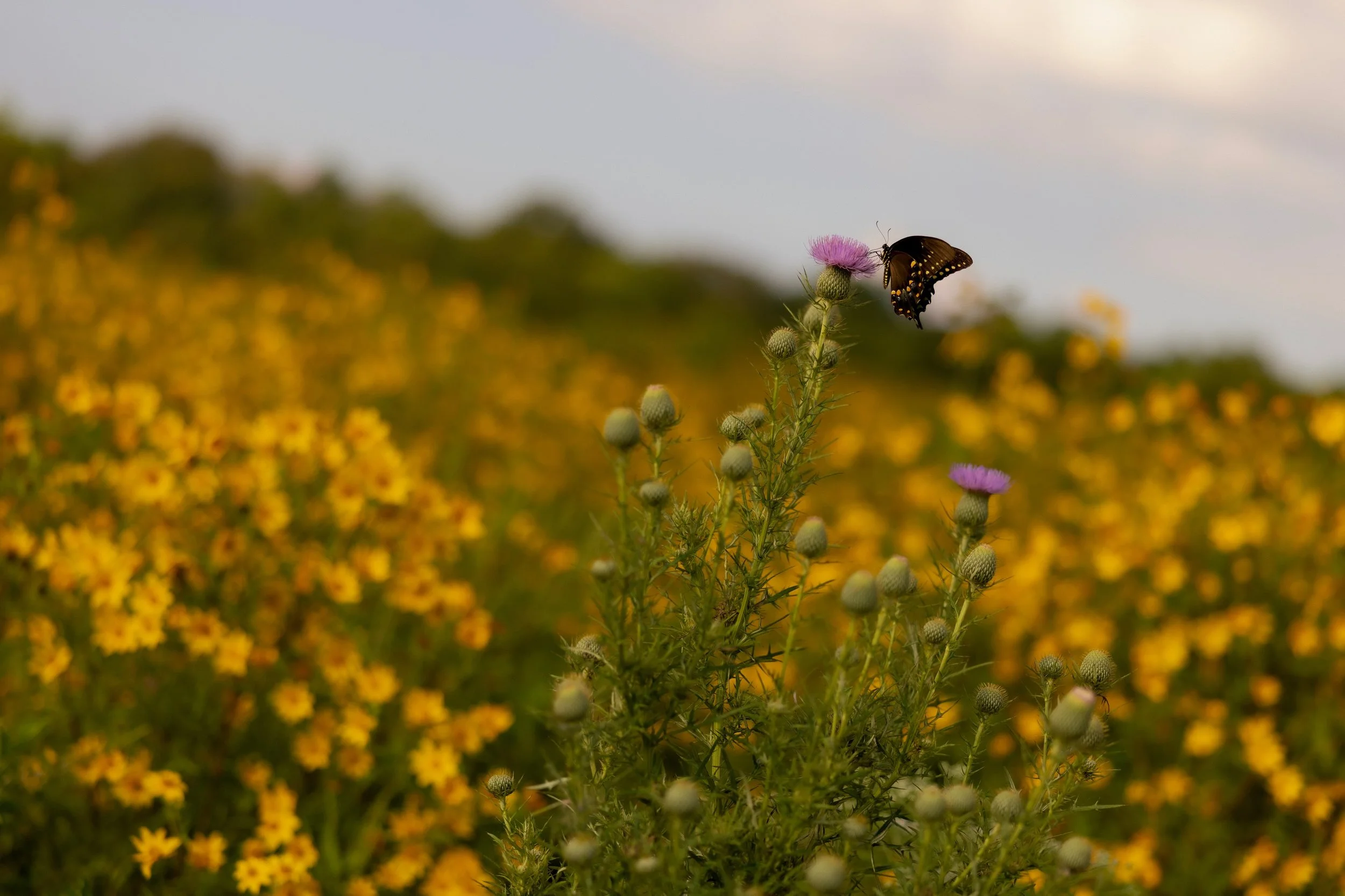 💚🦋🌼🐝☀️🪻🌾😍