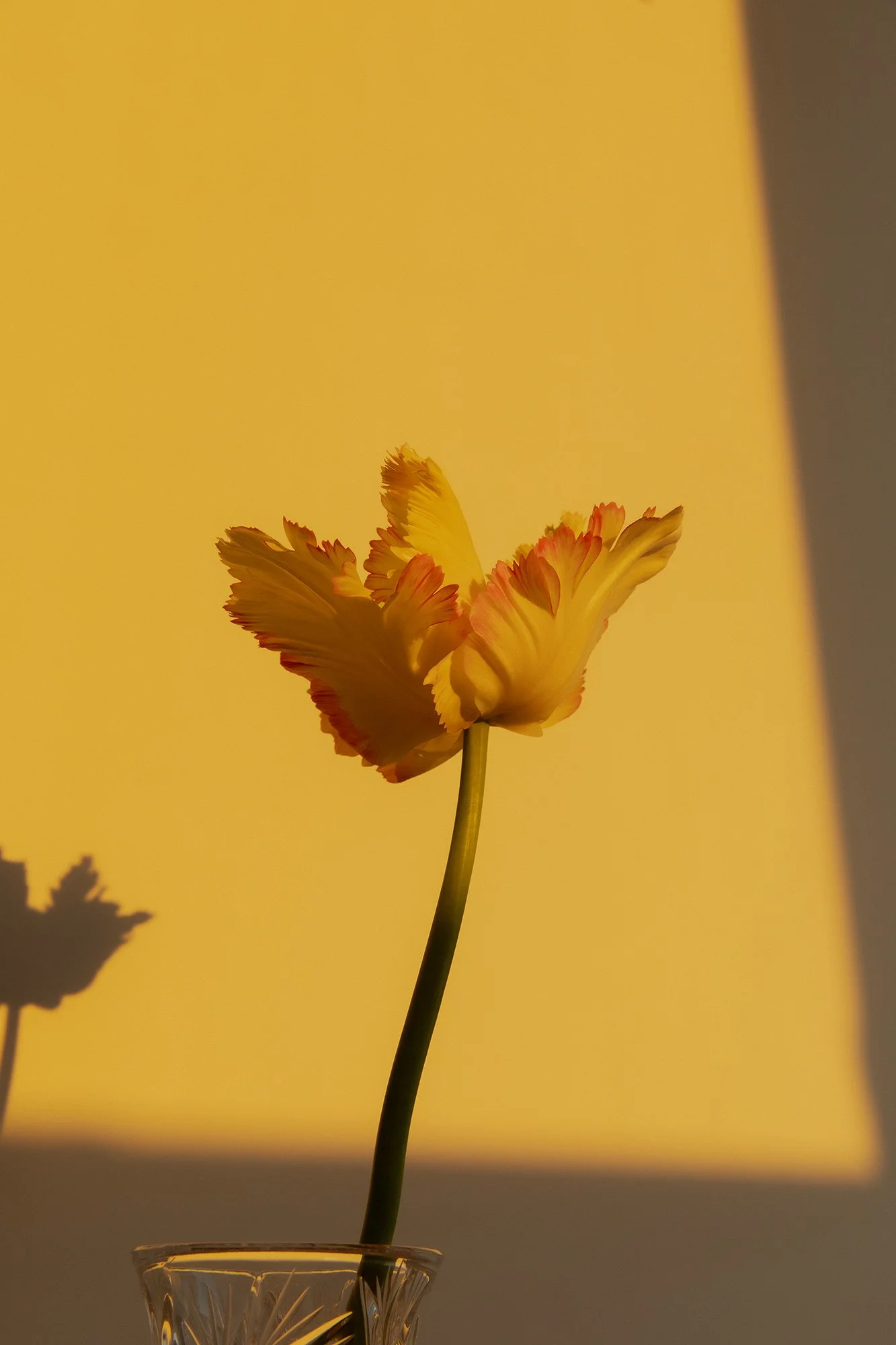 Chelsea J. O'Leary Studio