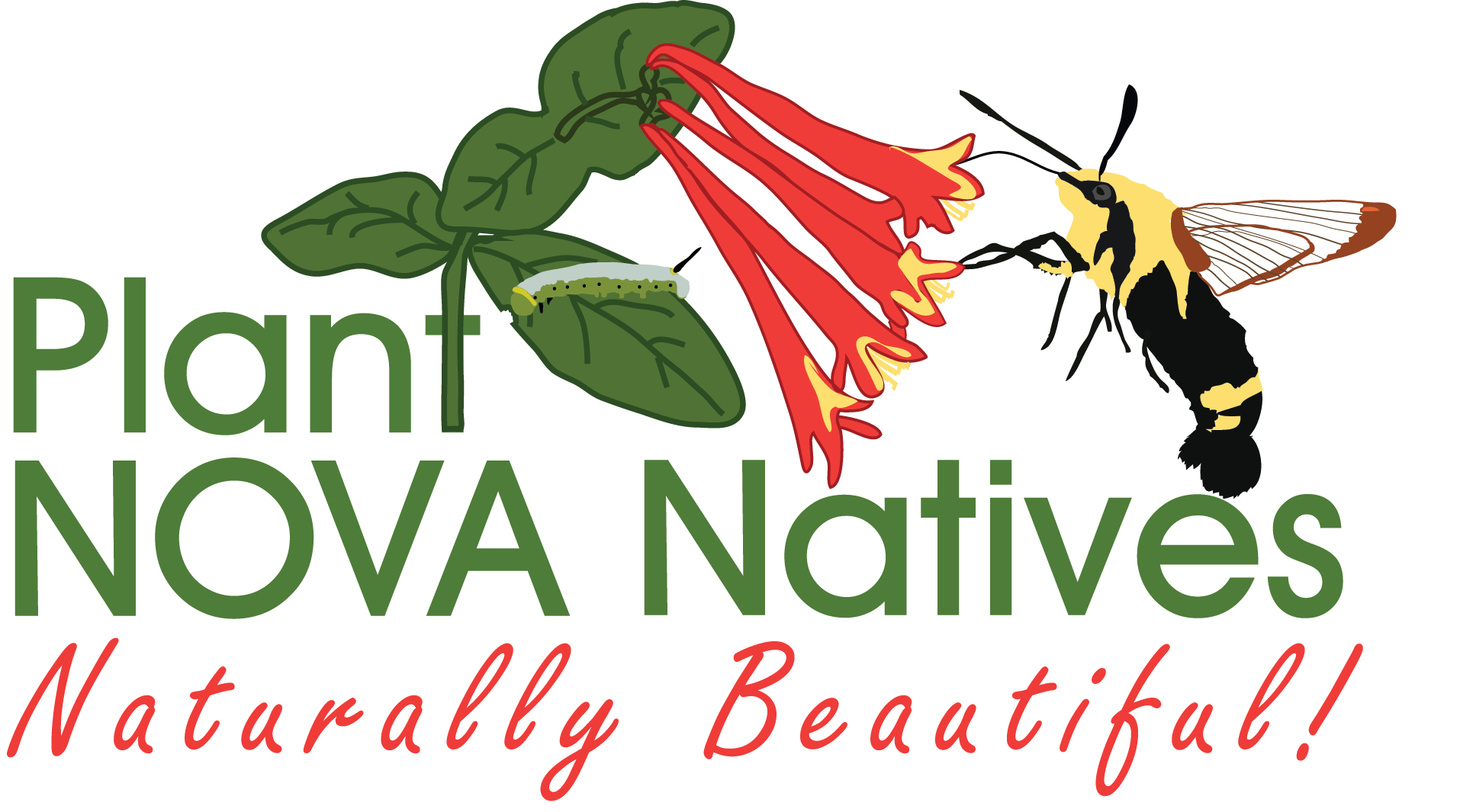 Plant-NoVA-Natives-Logo---Lonicera-sempervirens-and-Hemaris-diffinis---revised.png